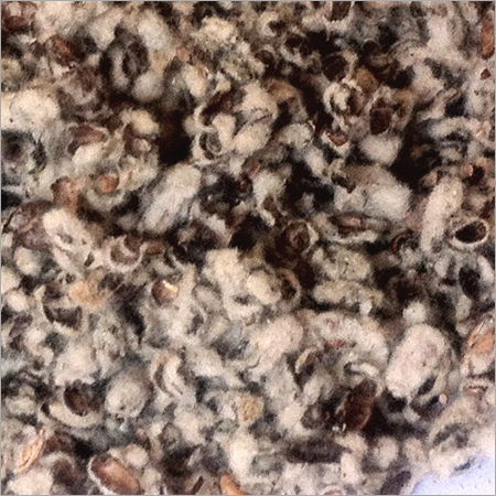 Raw Cotton Seeds