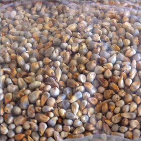 Green Millet