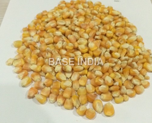 Yellow Corn