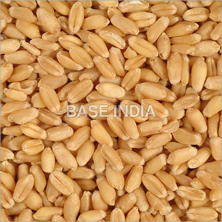 Wheat Seed