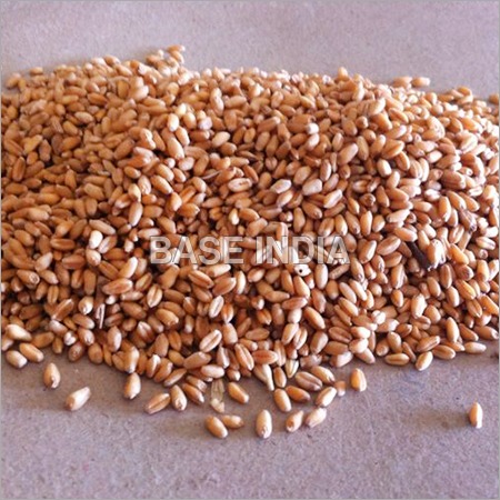 Wheat Grain