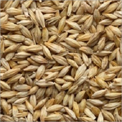 Barley
