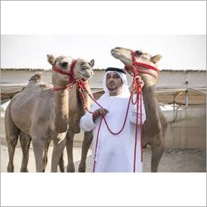 Camel Feed