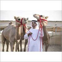 Camel Feed