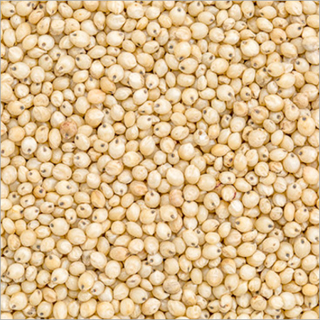 Sorghum