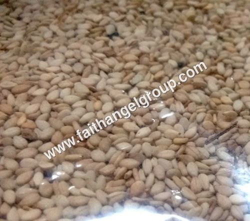 White Natural Sesame Seeds