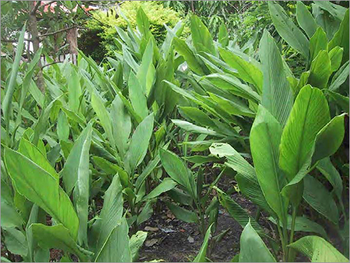 Turmeric