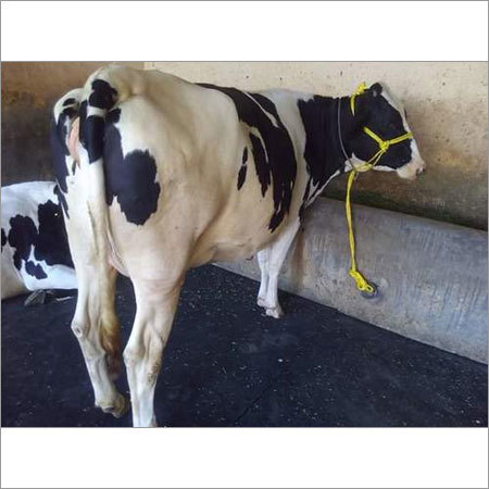 Indian HF Cow