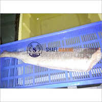 Corvina Fish