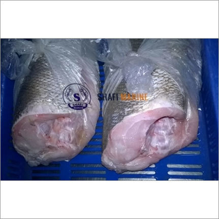 Frozen Corvina Fish