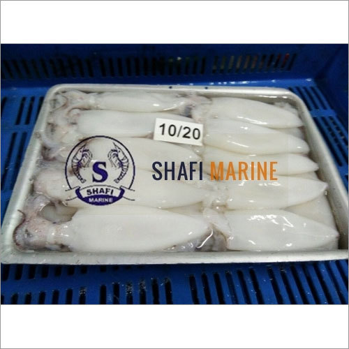 Squid Whole Cleaned Fish