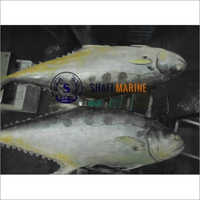 Fresh Frozen Queen Fish