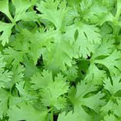 Coriander