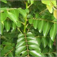Curry Leaves