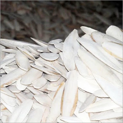 Cuttlefish Bone