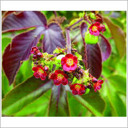 Jatropha Gossypifolia