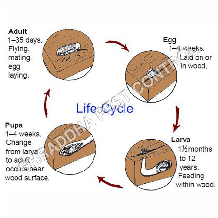 Wood Pest Control Services