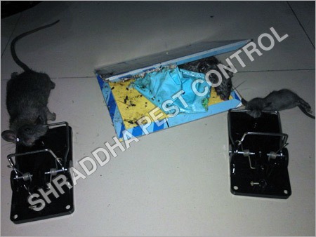 Rat Trapper Services By SHRADDHA PEST CONTROL SERVICES