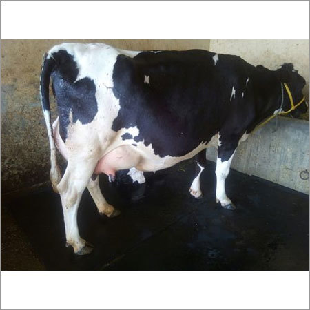 HF cows Supplier in karnal