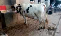 HF Cow