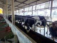 Hf Cow