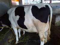 Highest Milking Cow