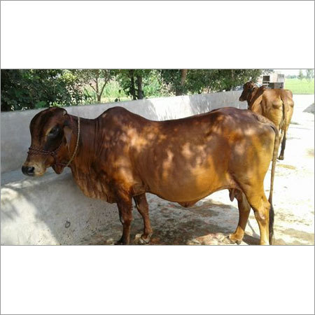 Sahiwal Cow Breed