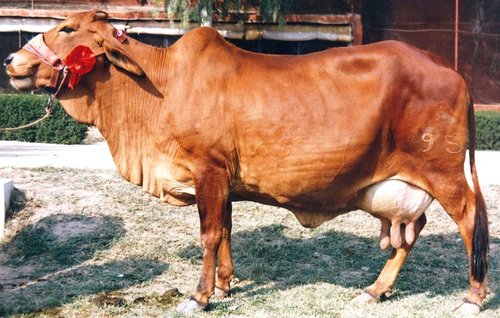 Dairy Sahiwal Cow