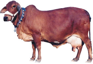 Premium Breed Sahiwal Cow