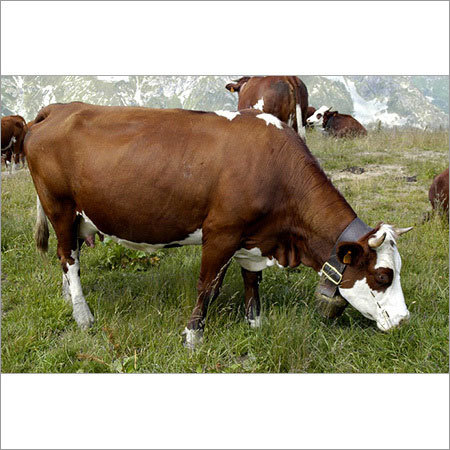 Karanswiss Cow