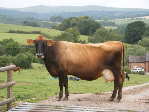 Karan Frie Cow Breed