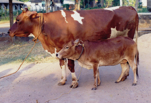 Karan Swiss Cow Breed