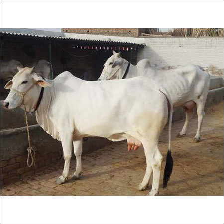 Tharparkar Breed Cow
