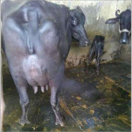 Murrah Breed Buffalo