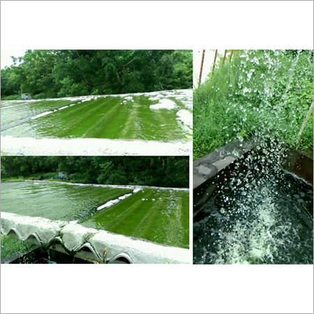 Micro Algae Based Effluent Treatement System