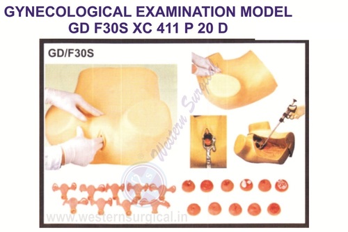 Gynecological Examination Model