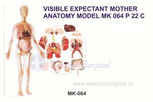 Visible Expectant Mother Anatomy Kit