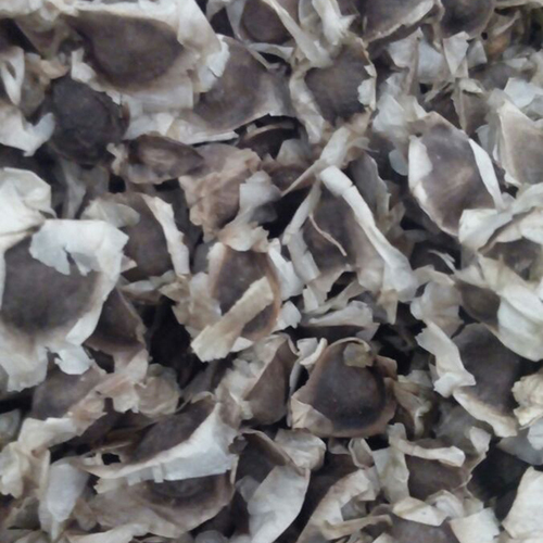 Moringa Seeds with Wings