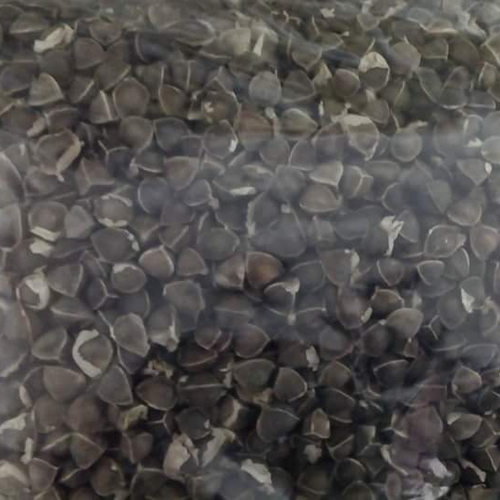 Moringa Seeds without Wings