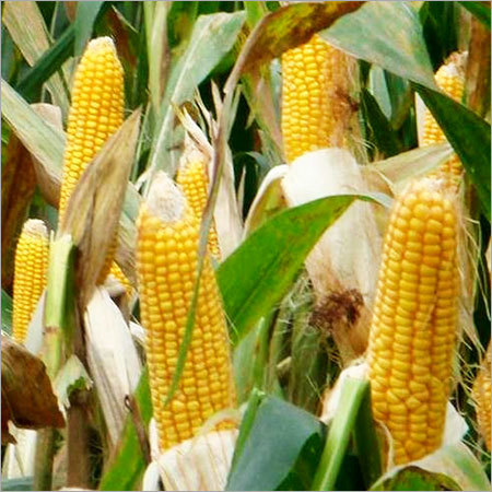 Yellow Maize