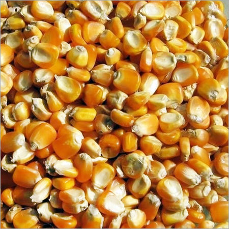 Yellow Maize Seeds
