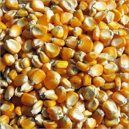 Sweet Corn