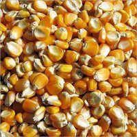 Sweet Corn - Kernels, Varied Sizes , Yellow Color, 14% Moisture | Advanced Carbohydrates, Cancer Prevention, Nerve System Support, Rich In Antioxidants