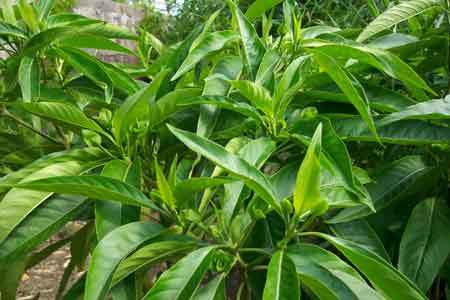 Dried Herbs Adhatoda Vasica
