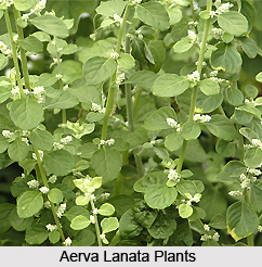 Aerva Lanata (Dry)