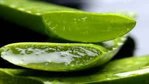 Dried Herbs Aloe Vera (Dry)