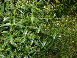 Dried Herbs Andrographis Paniculata