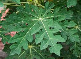 Dried Herbs Carica Papaya Leaves