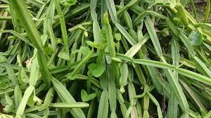 Dried Herbs Cissus Quadrangularis