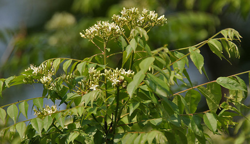 Curry Leaves (Dry)